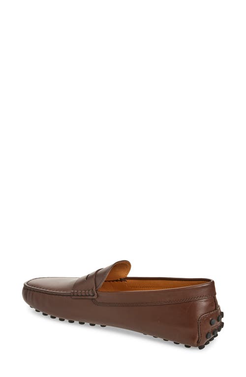Tod's Penny Loafer In Marrone Africa