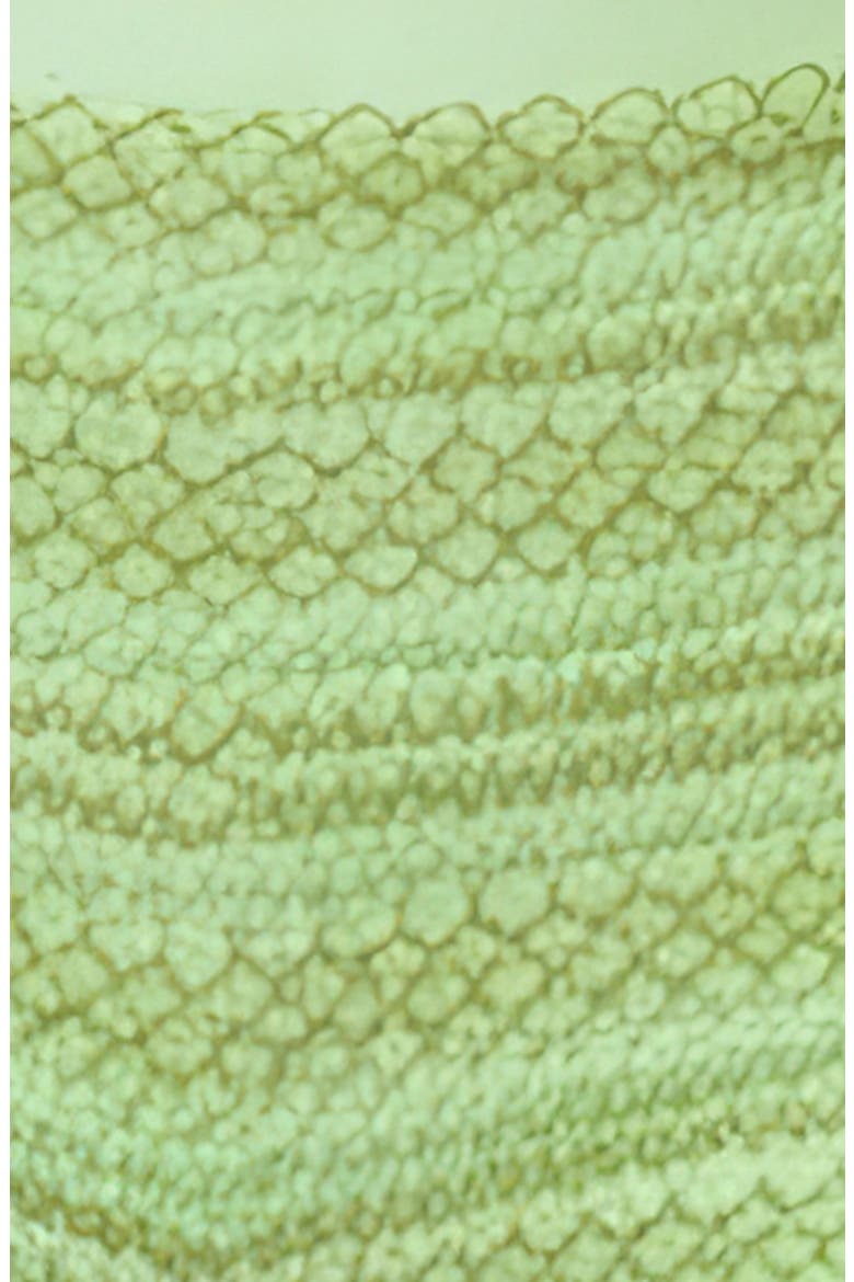 Green Symphony Caryn High Waist Swim Shorts, Alternate, color, LT/ PASTEL GREEN