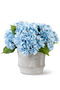 Ryann RealTouch Hydrangea Arrangement