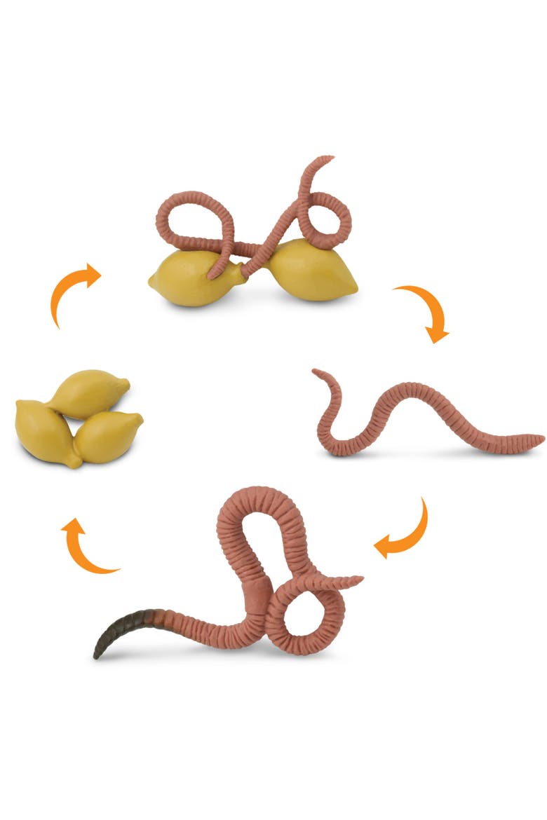 Life Cycle Of A Worm, Alternate, color, No Color