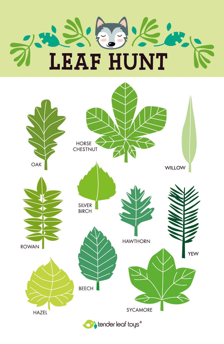 Tender Leaf Toys Forest Trail Kit, Alternate, color, Multi