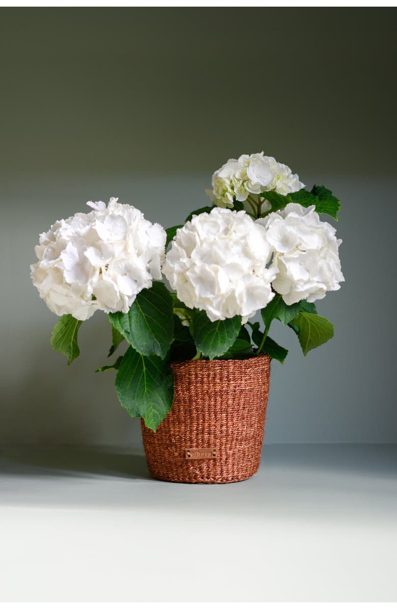 Others Trade for Hope Brown and Red Flower Pot, Alternate, color, Brown