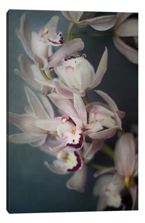 Dark Orchid I Canvas Art Print by Elizabeth Urquhart Canvas Artwork - 18"x12"