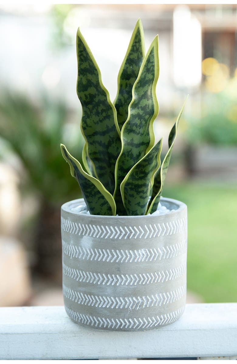 FLORA BUNDA Grey Faux Snake Plant Cement Planter, Alternate, color,