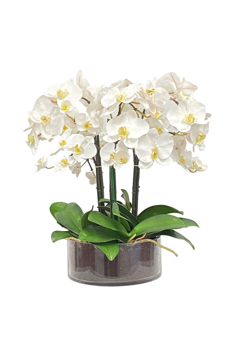 Phalaenopsis In Open Cylinder Vase, Main, color, WHITE