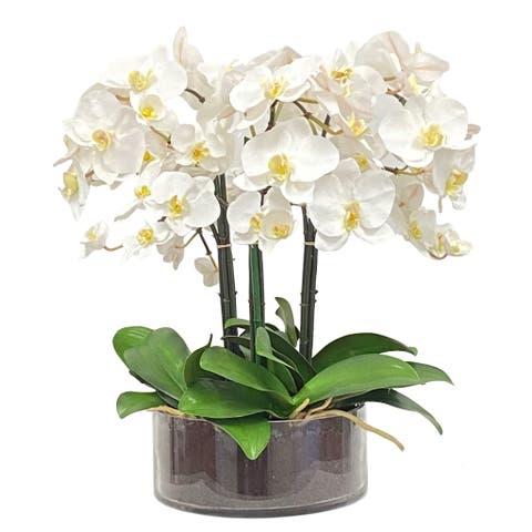 Phalaenopsis In Open Cylinder Vase