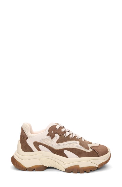 Ash Addict Sneakers In Taupe Suede And Fabric In Brown
