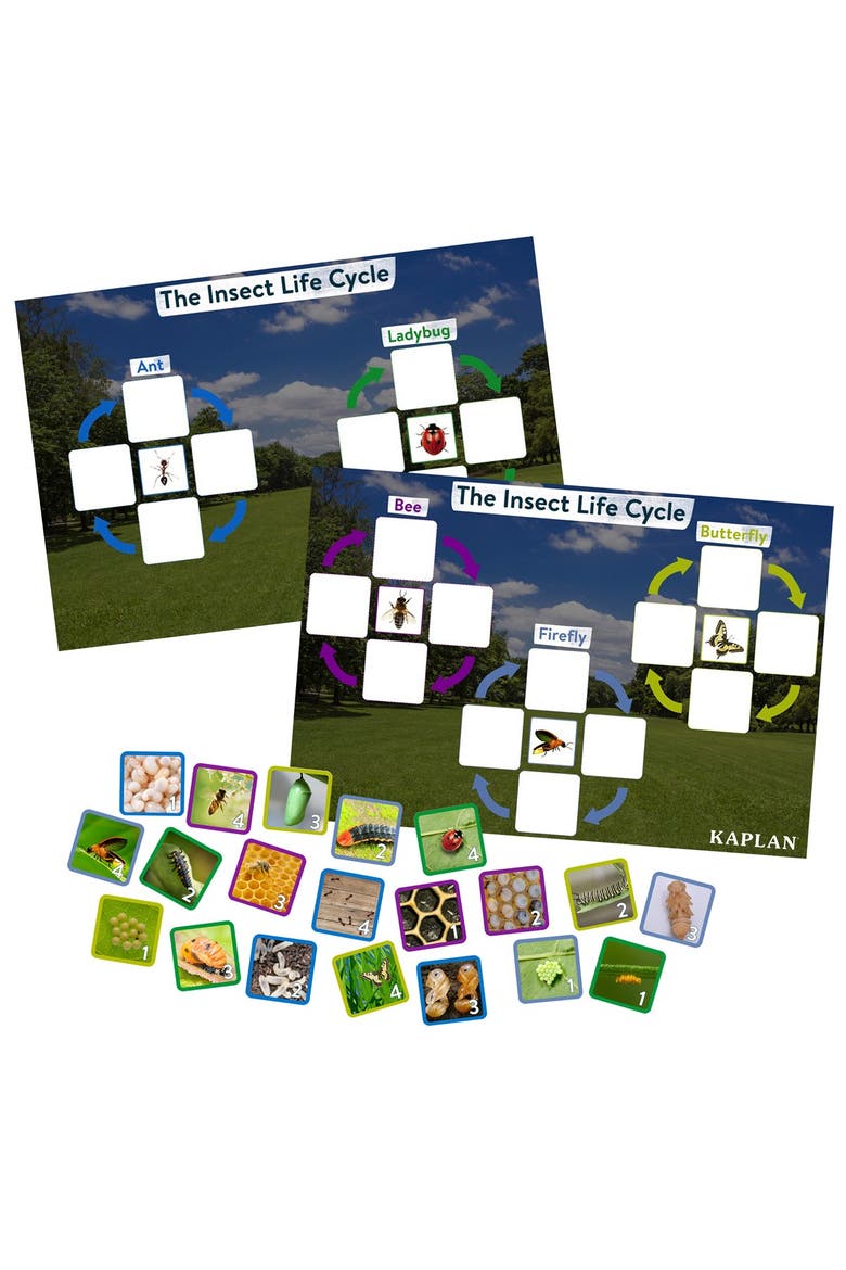 Insect Life Cycle Game - Investigate Bees, Ants, Butterfly and Firefly, Main, color, Multicolor