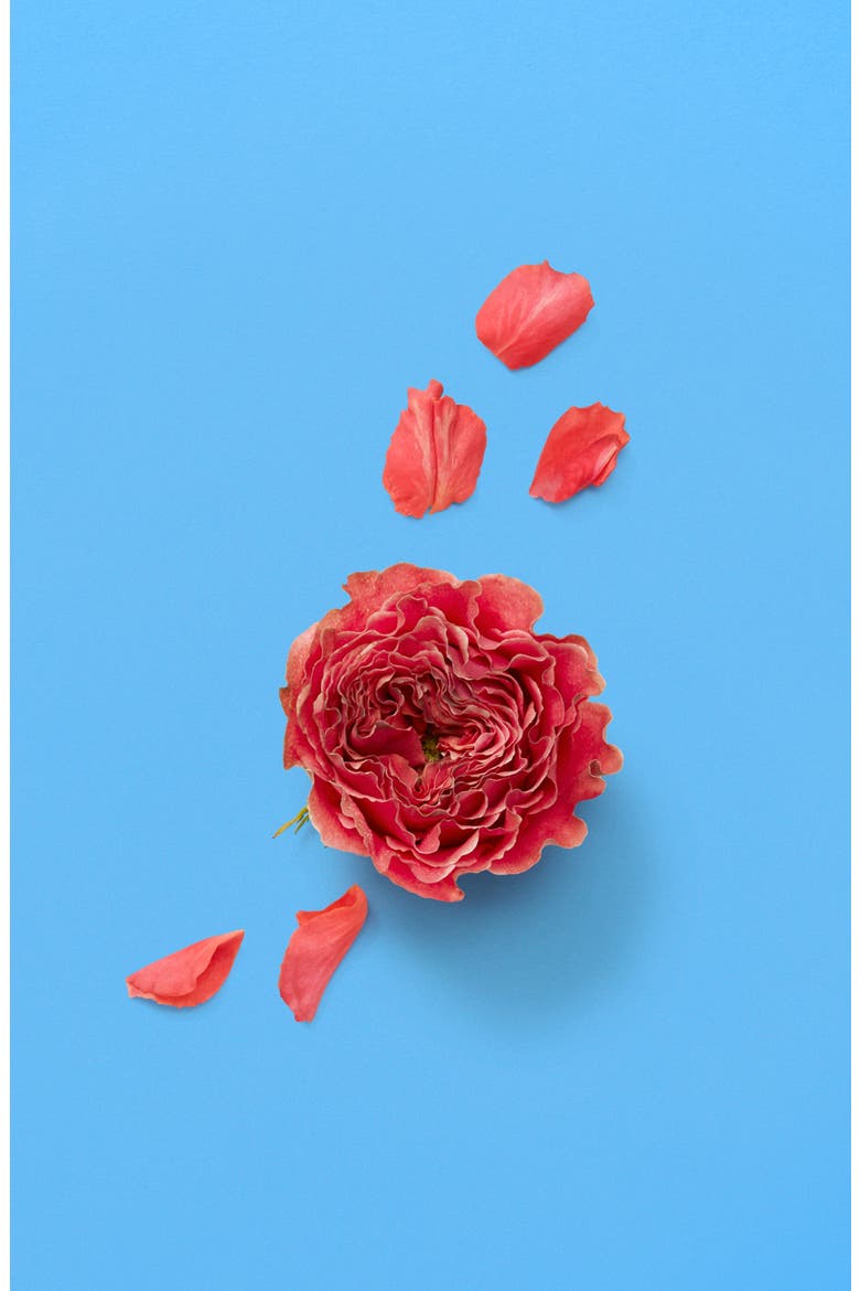 The Alchemist's Garden A Song for the Rose Eau de Parfum, Alternate, color, NO COLOR