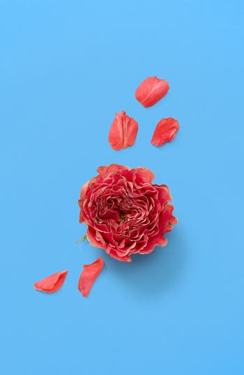 グッチ　アルケミスト　A Song for the rose 100ml Amazon.com : Gucci A Song For The Rose Eau de Parfum Spray