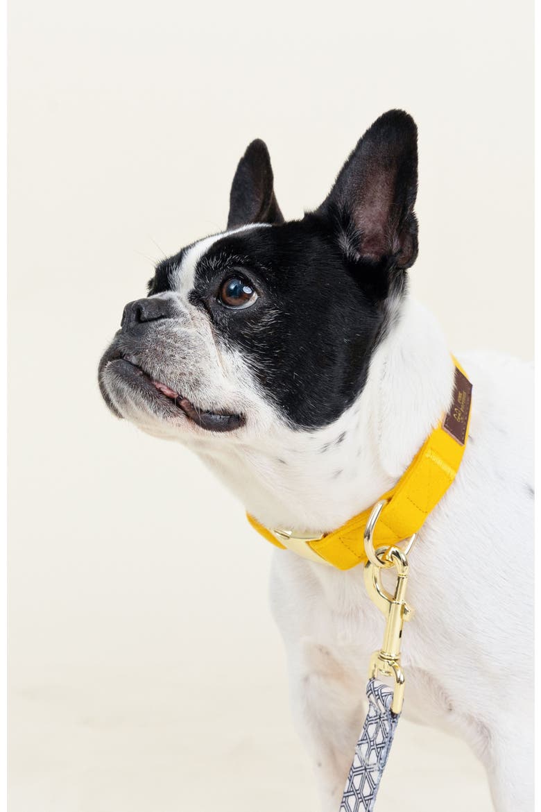 Nova Dog Collar, Alternate, color, Nova