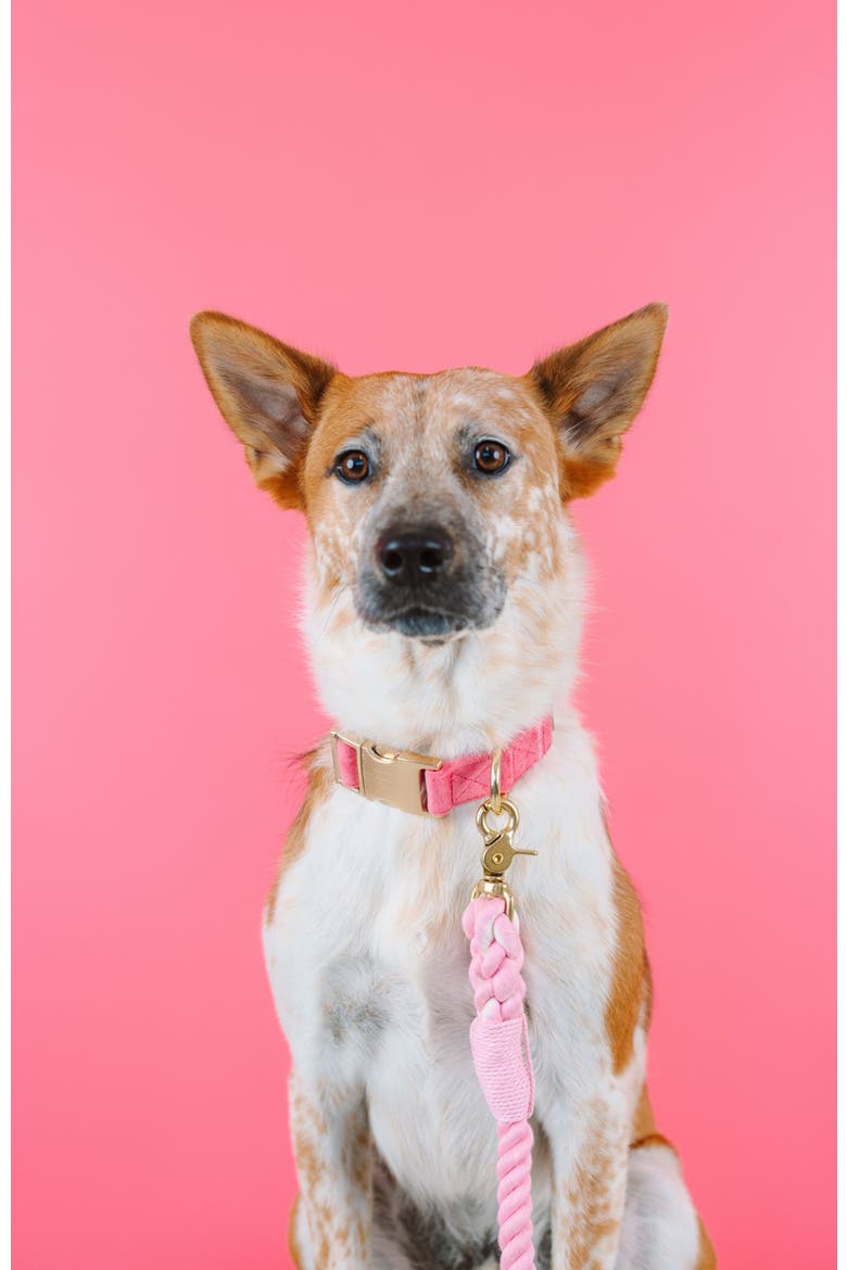 Ella Dog Collar, Alternate, color, Ella
