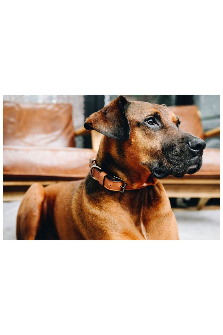 Gordon Leather Dog Collar - MD, Alternate, color, Espresso
