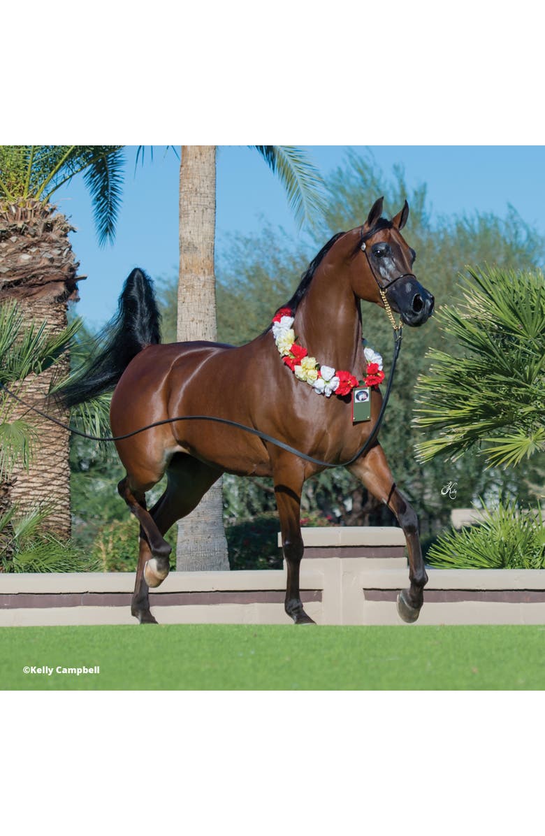Breyer Horses The Traditional Series Rd Marciea Bey, Champion Arabian, Alternate, color,
