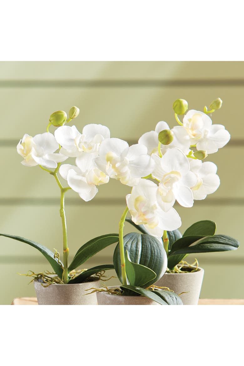 Mini Phalaenopsis 9" Potted Set of 12, Alternate, color, White
