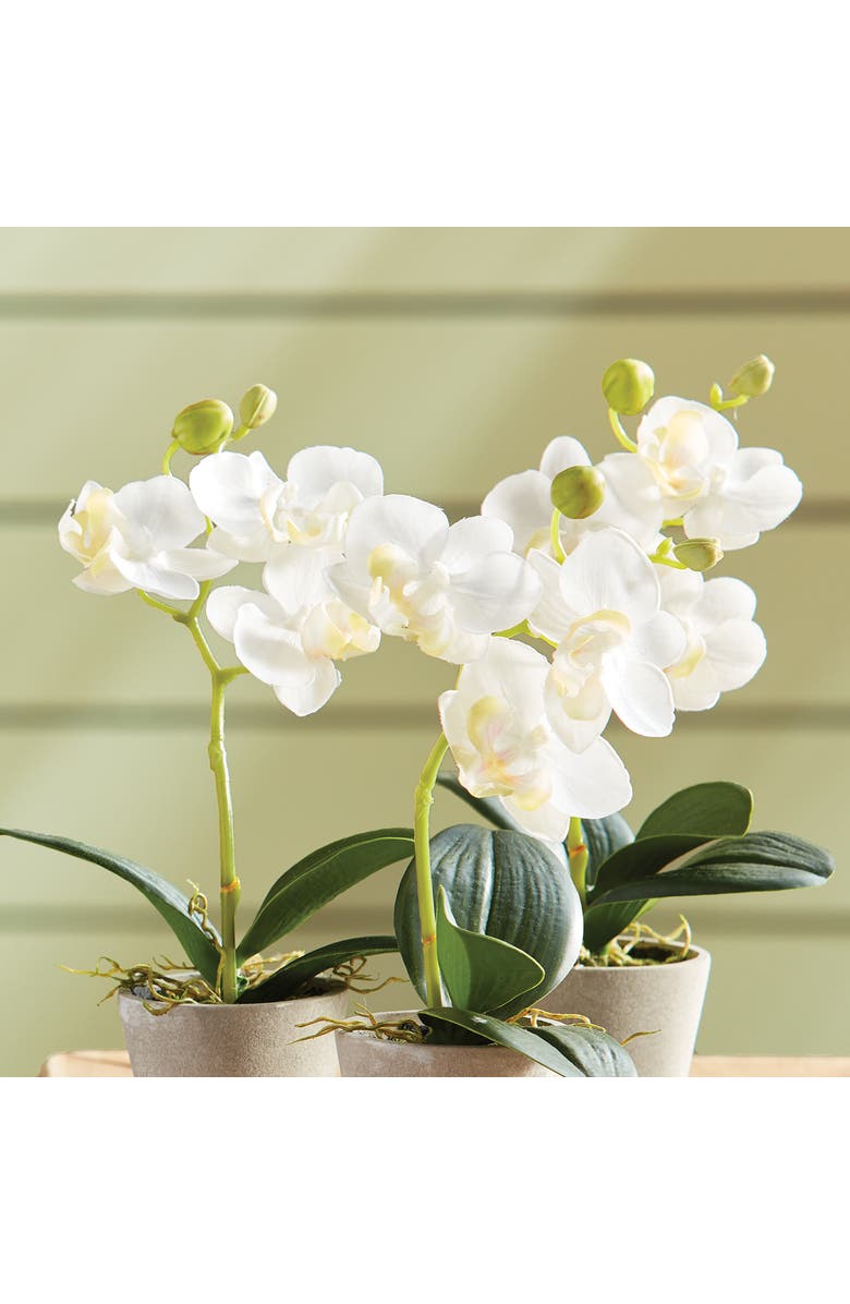Napa Home & Garden Mini Phalaenopsis 9" Potted Set of 12, Alternate, color, White