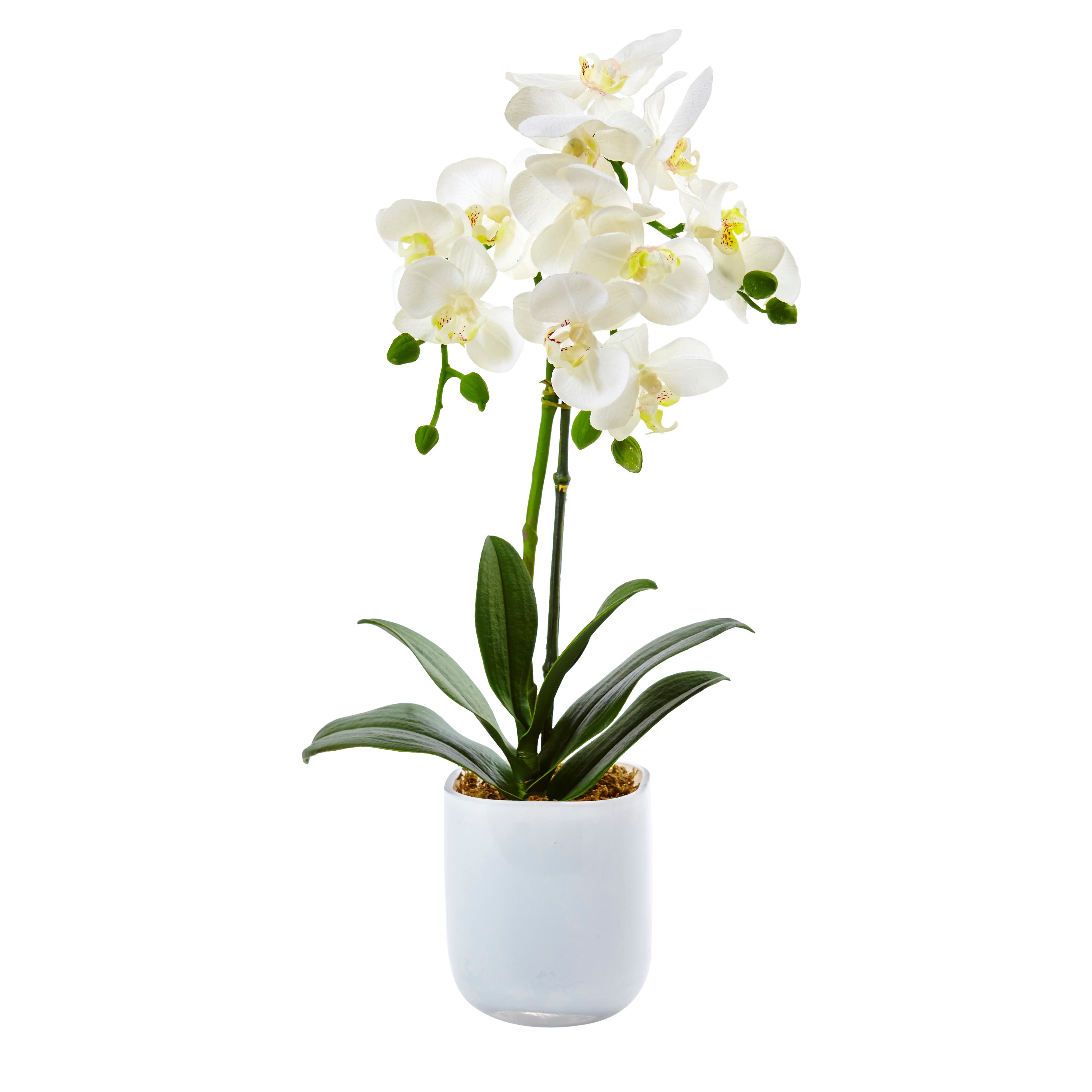 selected White