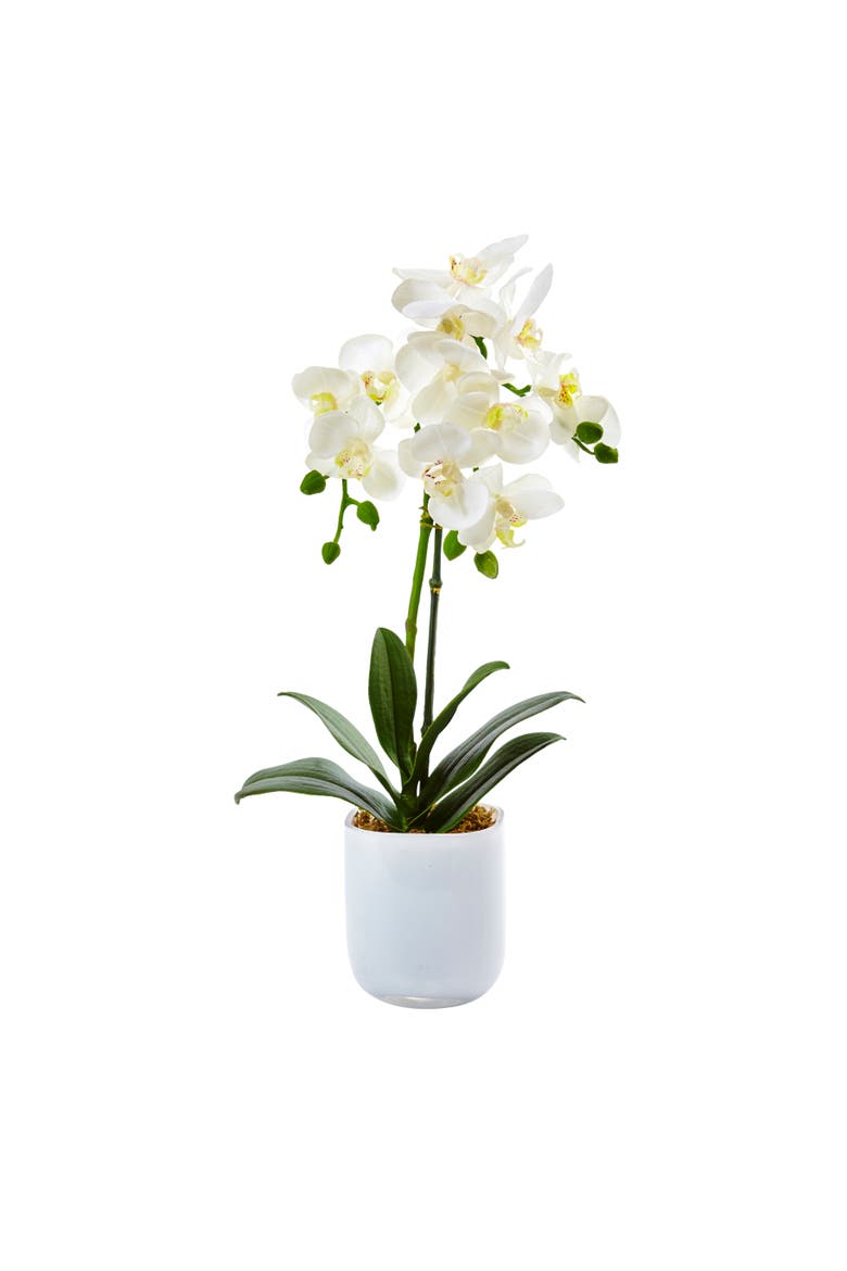Phalaenopsis in Frosted Glass, Main, color, White