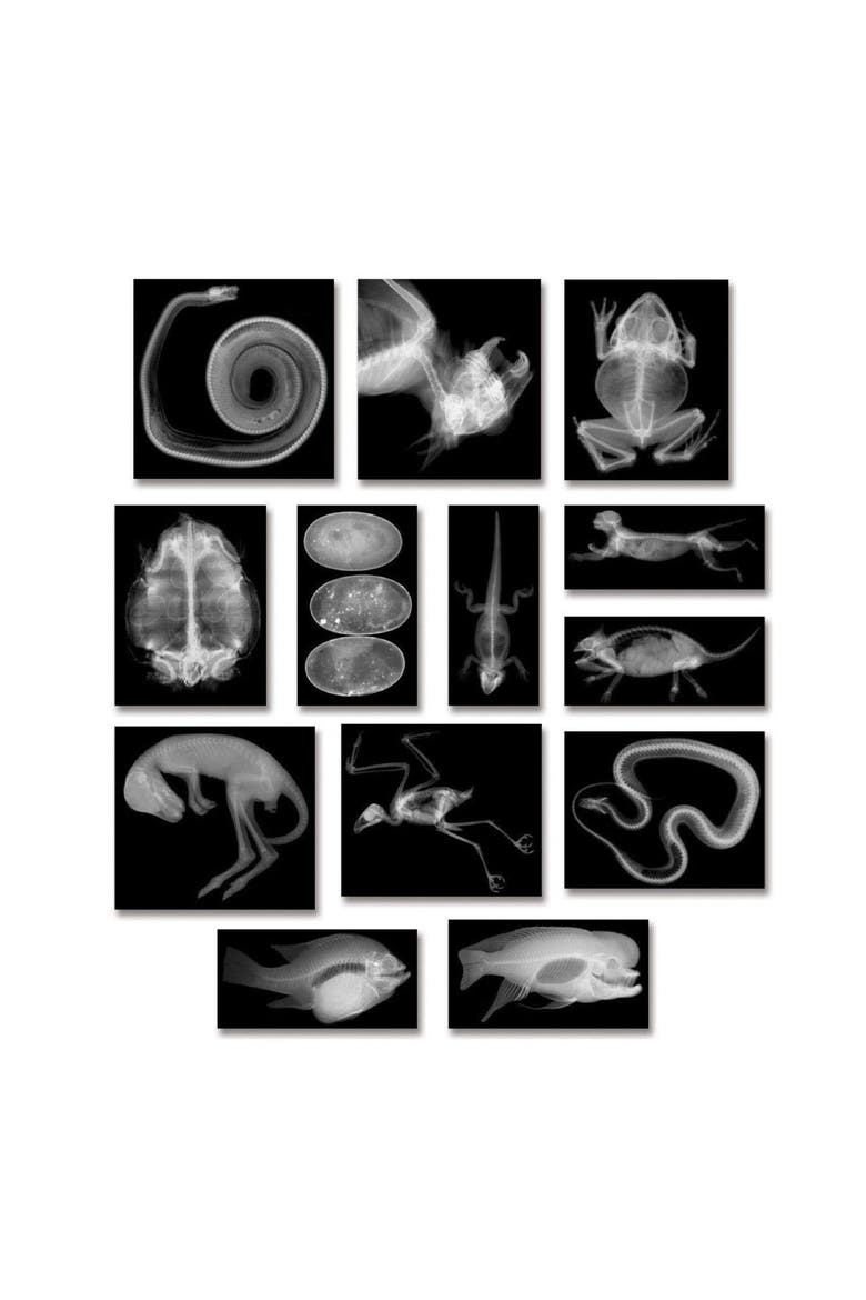 Transparent Animal X-Rays and Pictures, Alternate, color, Multicolor