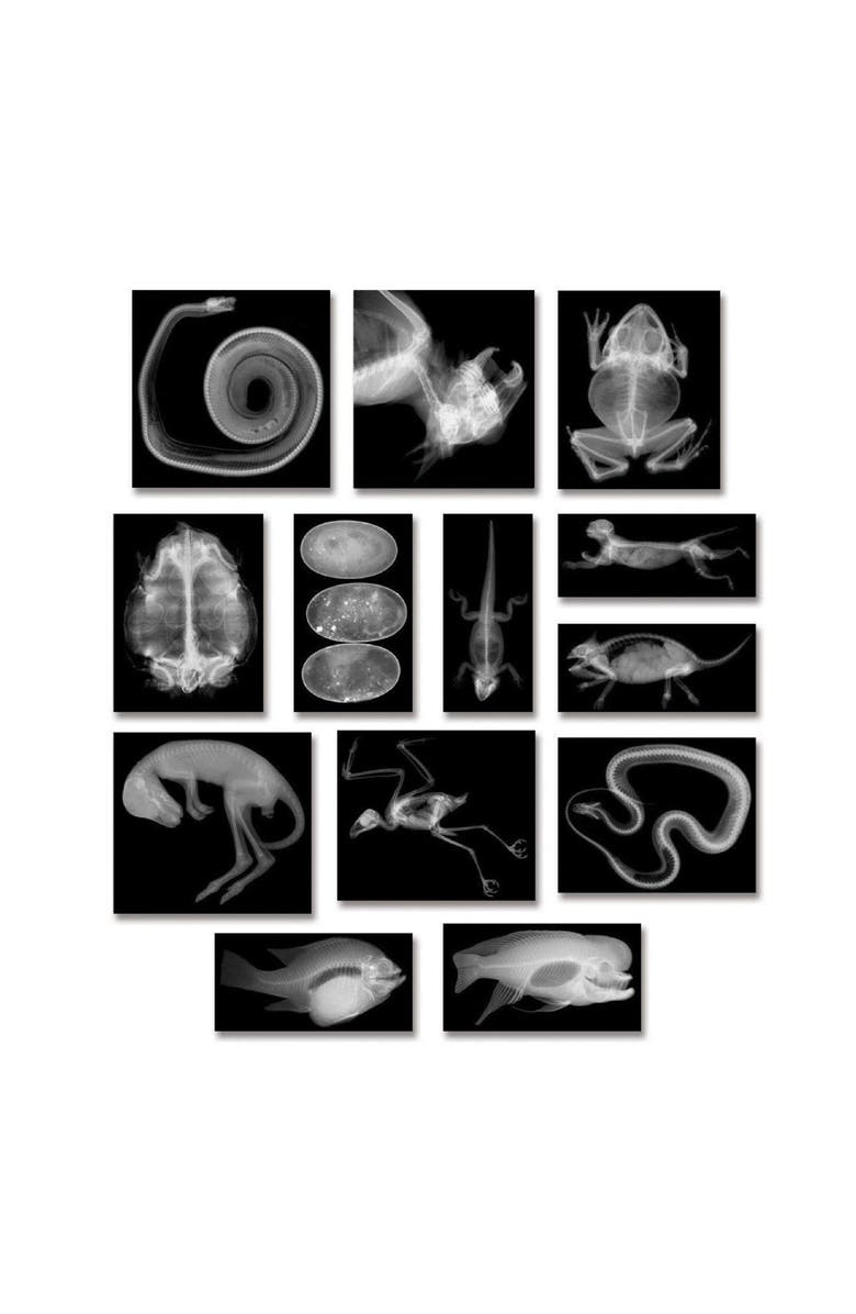 Roylco Transparent Animal X-Rays and Pictures, Alternate, color, Multicolor