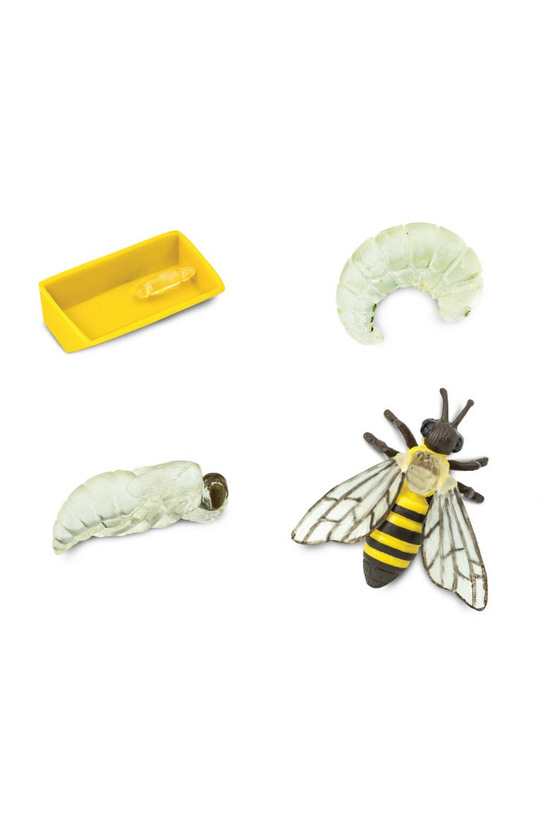 Life Cycle Of A Honey Bee, Alternate, color, No Color