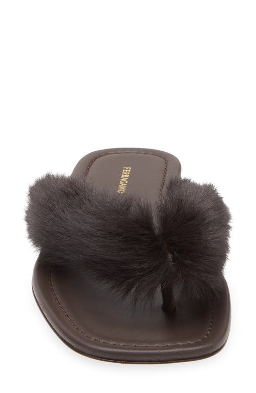 Ferragamo Loly Genuine Shearling Flip Flop In Brown