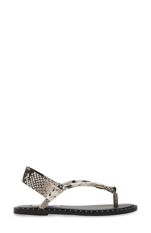 Shop Steve Madden Meduza Sandal In Snake