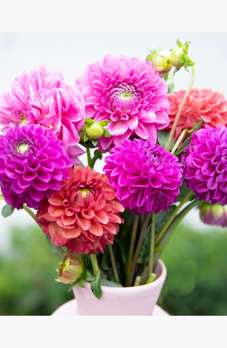 Pink Picasso Kits Dahlia Delight Paint by Numbers Kit, Alternate, color, Pink / Purple / Red