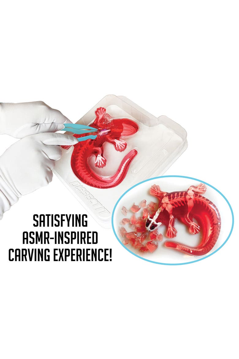Dissect It Salamander Lab Synthetic Dissection Kit, Alternate, color, Multicolored