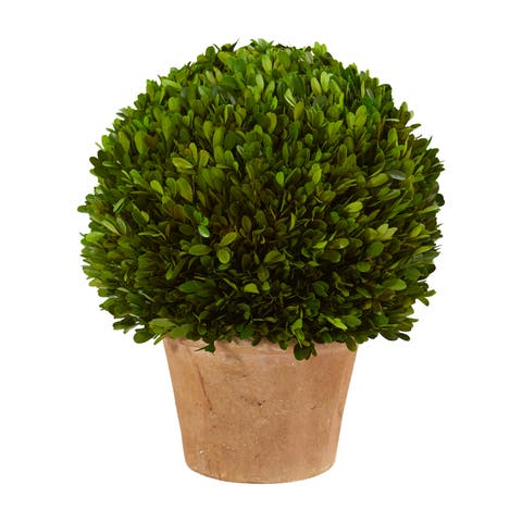15-in Boxwood Ball Preserved Plant in Planter