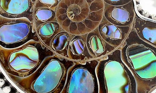 Samuel B. Abalone Fossil Chain Bracelet In Multi