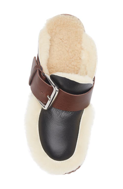 4ccccees Plia Amber Genuine Shearling Platform Clog In Black