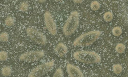 Creative Co-op Stoneware Tree Plate In Green
