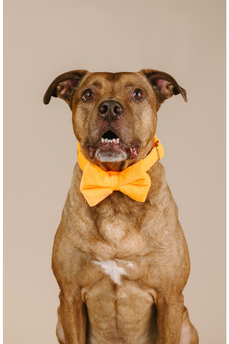Ezra Bow Tie, Alternate, color, Ezra