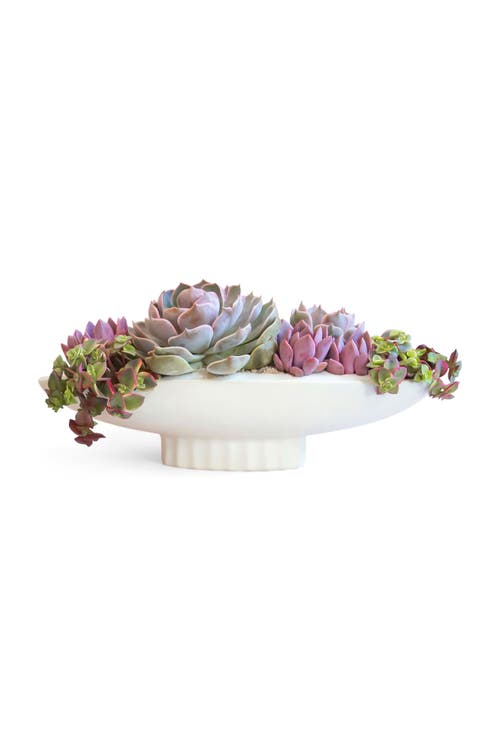Jungle Club Luna Boat Bowl Planter In White