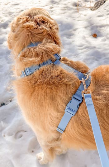 Cloud Lite Waterproof Dog Harness