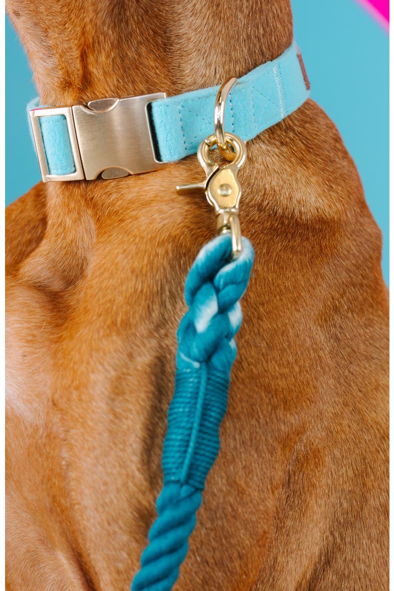 Perry Dog Collar, Alternate, color, Perry