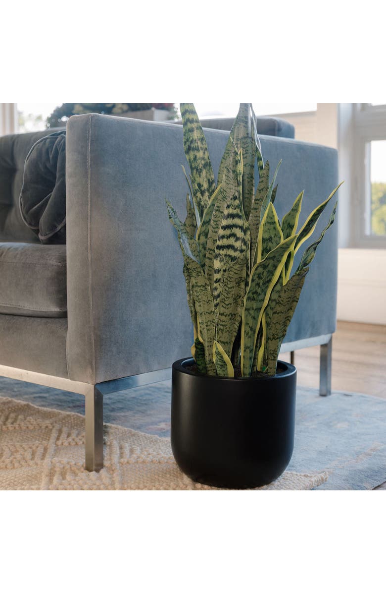 CG Hunter 30" Snake Plant, Alternate, color, Green