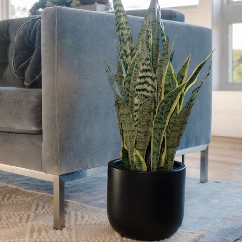 Cg Hunter 30" Snake Plant In Green