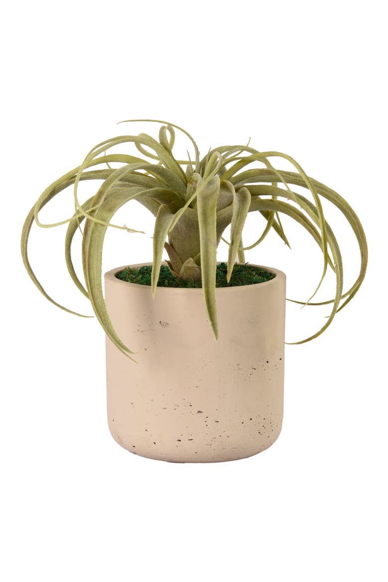 Tillandsia Planter Decoration, Main, color, IVORY