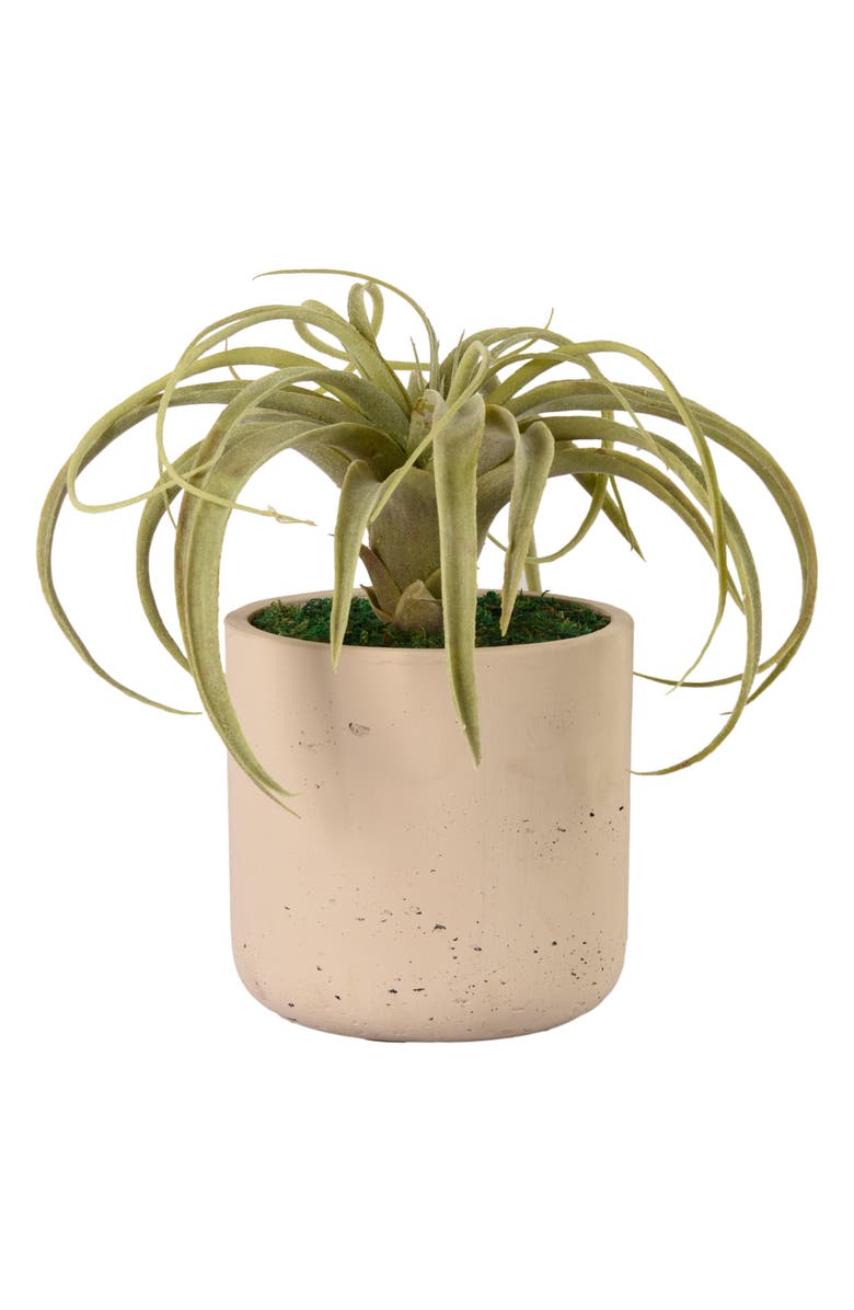 Bloomr Tillandsia Planter Decoration, Main, color, 