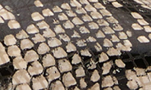 Tony Bianco Zubi Ecru Snake In Ecru Snake