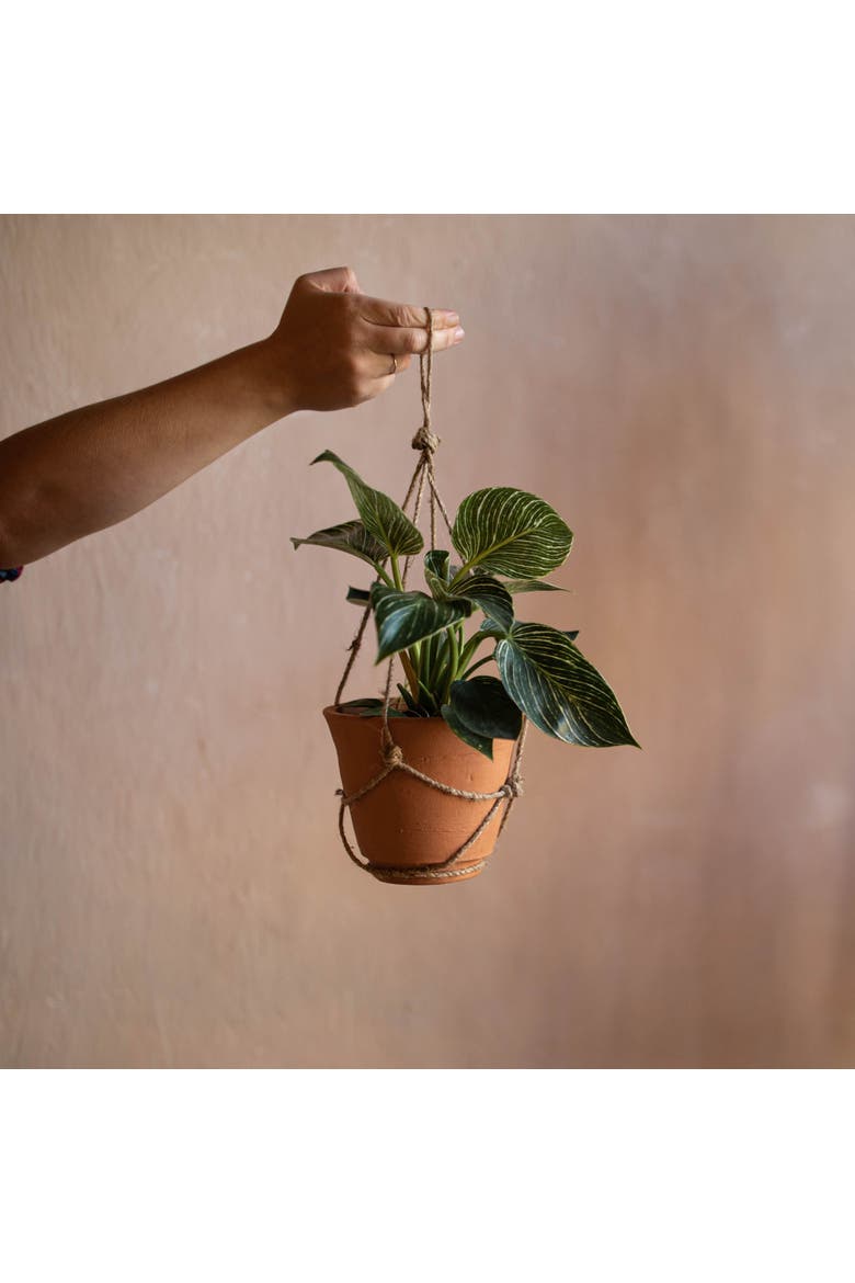 Hanging Terracotta Terracotta & Jute Planter, Alternate, color, Orange