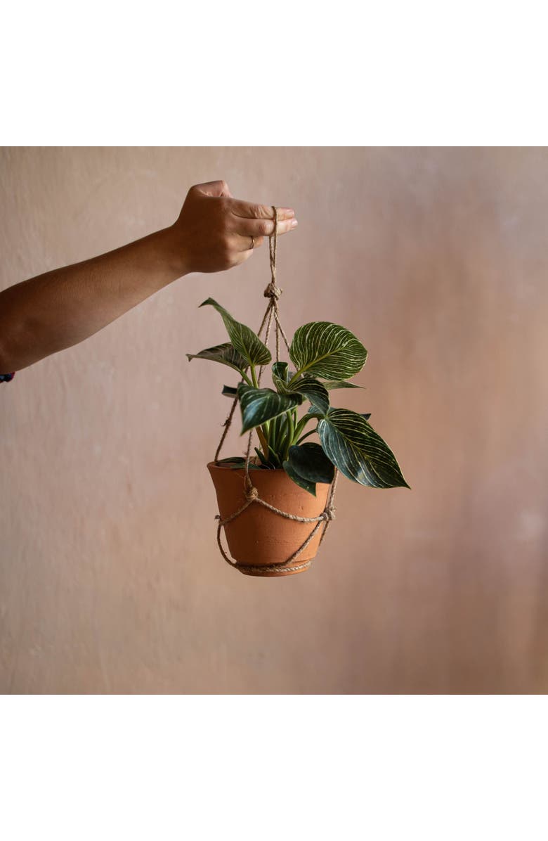 Foreside Home and Garden Hanging Terracotta Terracotta & Jute Planter, Alternate, color, Orange