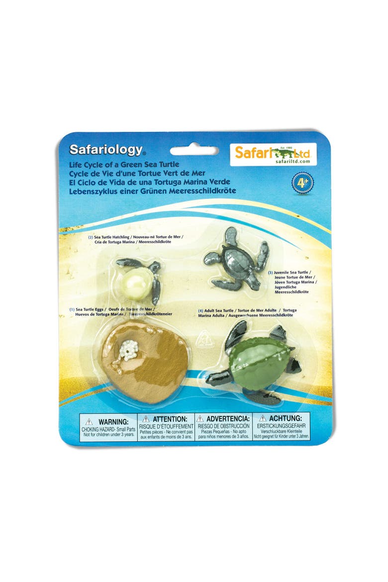 Life Cycle Of A Green Sea Turtle, Main, color, No Color