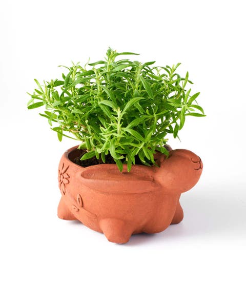 Rakshana Plant Pot