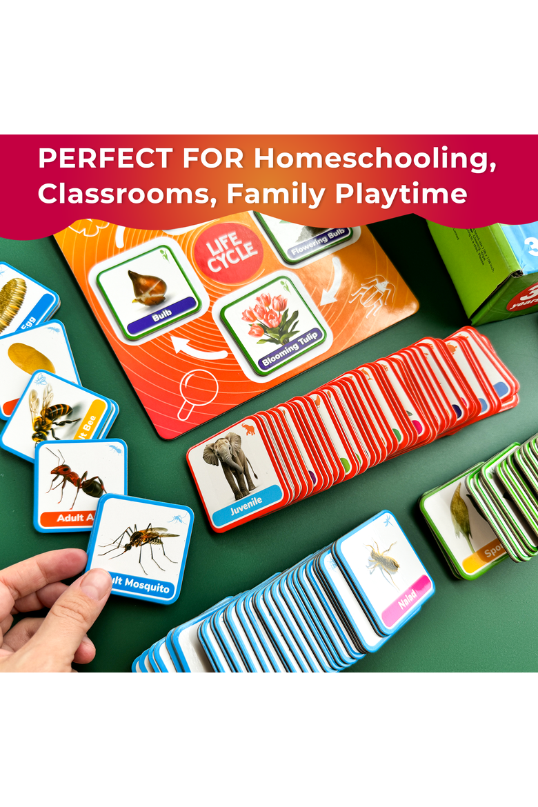 Kids Magnetic Learning Cards Set Life Cycle, Alternate, color, Part 1