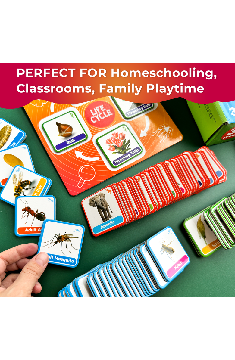 Quokka Life Cycle Magnetic Learning Cards Set for Kids, Alternate, color, Part 1