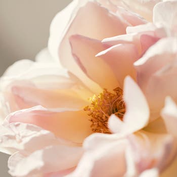 Roses de Chloé Eau de Toilette Spray