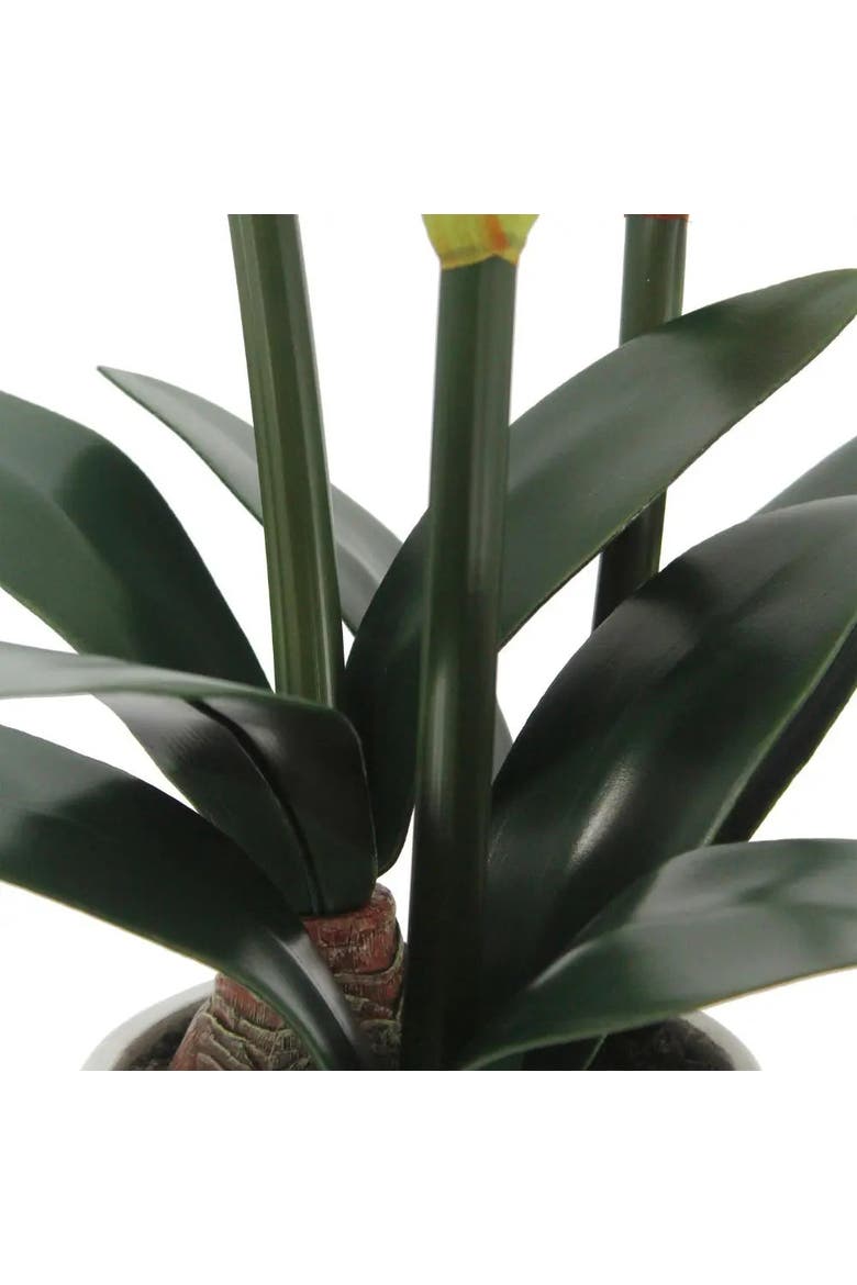 24" White Amaryllis Arrangement in Pot, Alternate, color, White